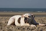 BOULEDOGUE AMERICAIN 219